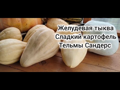 Видео: Желудевая тыква Сладкий картофель Тельмы Сандерс.