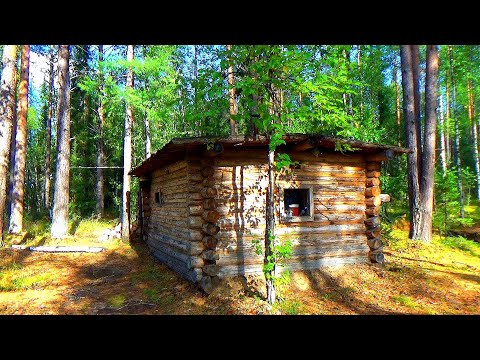 Видео: Изба в глухой тайге. Окуни горбачи гнут спиннинги! Эту насадку любит рыба. Это была супер рыбалка!