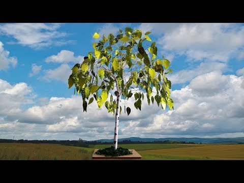 Видео: Дерево счастья - березка  ч.2