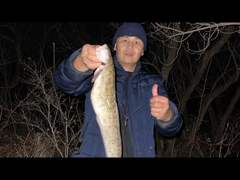 Видео: Октябрьский НАЛИМ.. #fish #fishing #врекомендации #врек #нура #судак #налим #рыбалканадонки #лайк