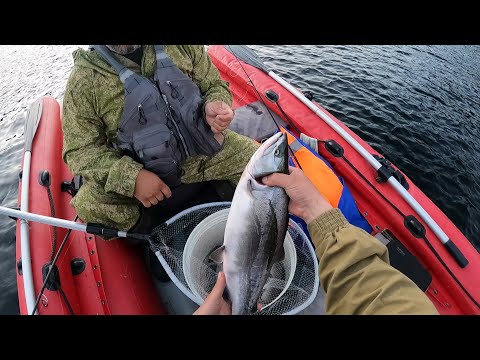 Видео: ГОРБУША  / КЛЮЧИК К РЫБЕ ПОДОБРАН / PINK SALMON FISHING