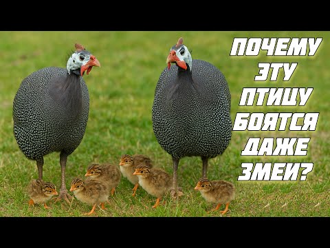 Видео: Цесарка — лучший сторож и забытый деликатес | Всё, что нужно знать!