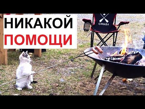 Видео: Лютые приколы. Котэ жарит сосиски