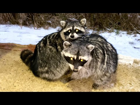 Видео: ЕНОТЫ ЗЕФИРКА И ГОРУШКА РЕЗКО ПОДРУЖИЛИСЬ /  Реакция пумы на енотов