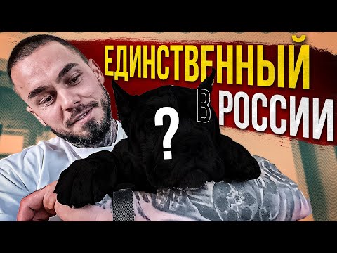 Видео: ЩЕНОК В ДОМЕ - ВОСПИТАНИЕ ЩЕНКА