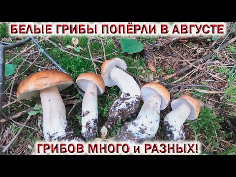 Видео: ❗ БЕЛЫЕ ГРИБЫ ПОПЁРЛИ в АВГУСТЕ 2024👉ГРИБОВ МНОГО и РАЗНЫХ! 👉ВСЕМ ГРИБНИКАМ ХВАТИТ!