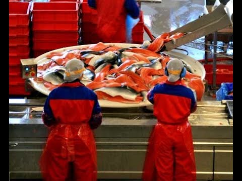 Видео: WorkNow | Работа на рыбном заводе, Норвегия!