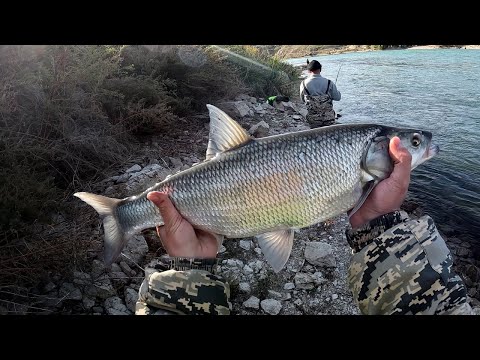 Видео: НАРВАЛИСЬ НА КРУПНОГО ЖЕРЕХА!!! Рыбалка на реке ИЛИ!!! #рыбалкавказахстане #рыбалка #рыбалканареке