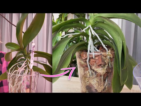 Видео: Подробная интерьерная, закрытая посадка орхидеи.  ОЧЕНЬ КРАСИВО!