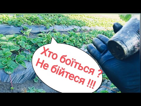 Видео: Можна саджати полуницю і в жовтні❗ і в листопаді❗ і т.д.