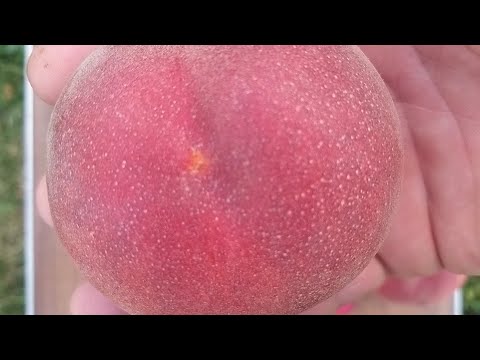 Видео: Персик Екстрім 6 , раннього терміну дозрівання  .