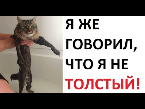 Видео: Лютые приколы. Я не ТОЛСТЫЙ !!!