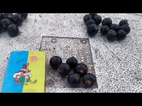 Видео: Лучшие сорта смородины!