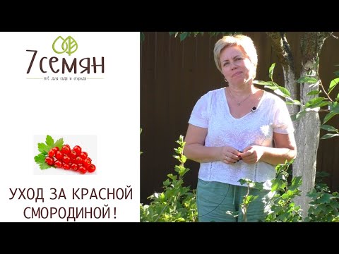 Видео: УХОД ЗА КРАСНОЙ СМОРОДИНОЙ:  ПОДКОРМКИ, ОБРЕЗКА, ЗАЩИТА ОТ БОЛЕЗНЕЙ И ВРЕДИТЕЛЕЙ!