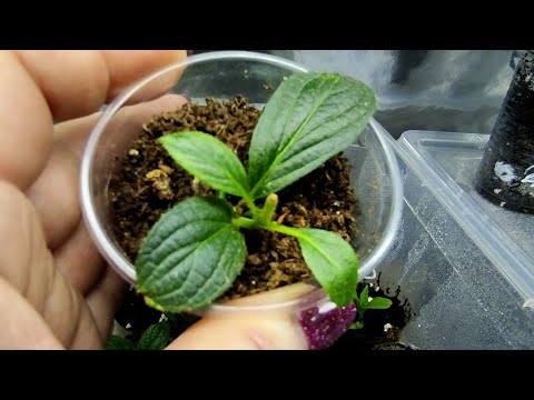 Видео: Первые результаты укоренения перечеренковынных гортензий 🌿 Чем кормлю и т.д.