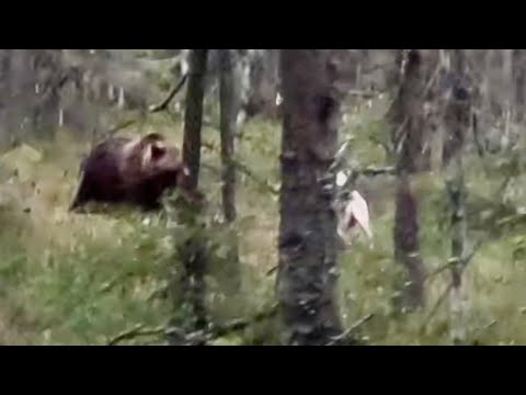 Видео: Охота с лайкой  медведя ! Часть третья! Ходовой! Мечта  она у нас такая! 