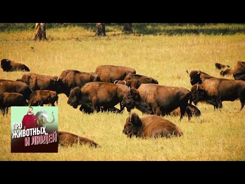 Видео: Индейцы и бизоны. Про животных и людей. Фильм 1