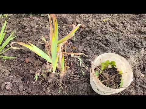 Видео: Що ми робили сьогодні