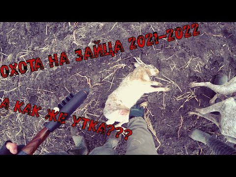 Видео: ОХОТА НА ЗАЙЦА 2021-2022 : ПОПУТНО ИЩЕМ МЕСТО ДЛЯ ОХОТЫ НА ПЕРЕЛЕТНУЮ УТКУ