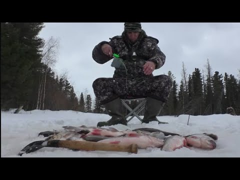 Видео: ВОТ ЭТО ПОРОСЯТА ЗДЕСЬ ЛОВЯТСЯ ДАЖЕ В ЛУНКУ НЕ ЛЕЗУТ🐬 НАРВАЛИСЬ НА ЭМИГРАЦИЮ ЯЗЕЙ😯
