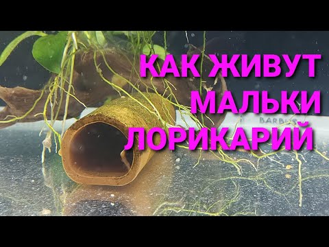 Видео: Мальки лорикарий. Условия содержания и кормления.