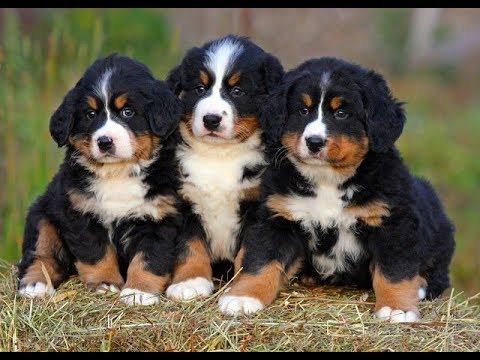 Видео: Всё о породе. Бернская горная пастушья собака. Бернский Зенненхунд.