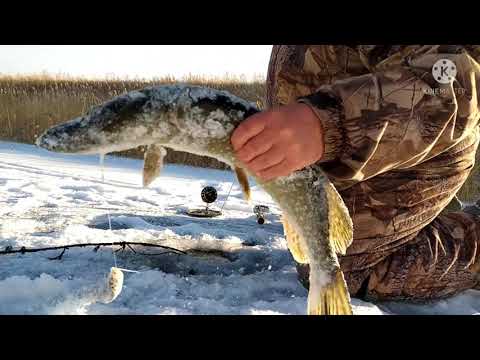 Видео: Первый лед, выезд за щукой.Рыбалка в Казахстане на жерлицы.