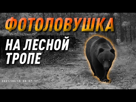 Видео: Фотоловушка на лесной тропе! Жизнь в лесу!