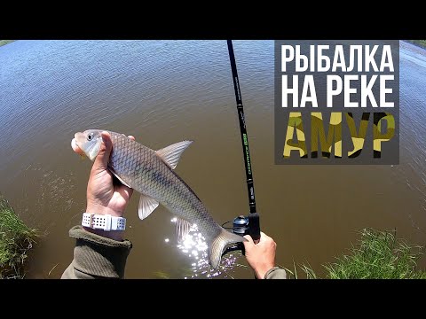 Видео: Ловля сазана и коня на быстрой реке Амур. Хабаровский край| Рыбалка на фидер| Приключения