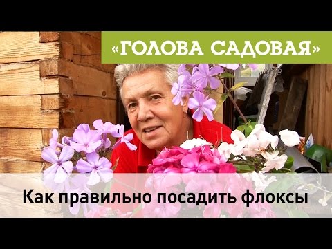 Видео: Голова садовая - Как правильно посадить Флоксы