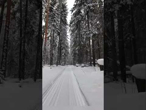 Видео: Зимний лес.Едем на рыбалку.