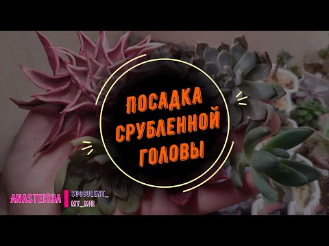 Видео: Как сажать срубленную голову.