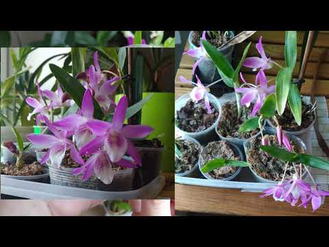 Видео: Когда лучше снимать деток с Дендробиума Нобиле, в какой субстрат сажать и какой уход обеспечить