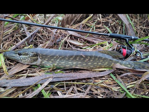 Видео: Риболовля на ЩУКУ зимою на спінінг Ловля риби на силіконові приманки зимою