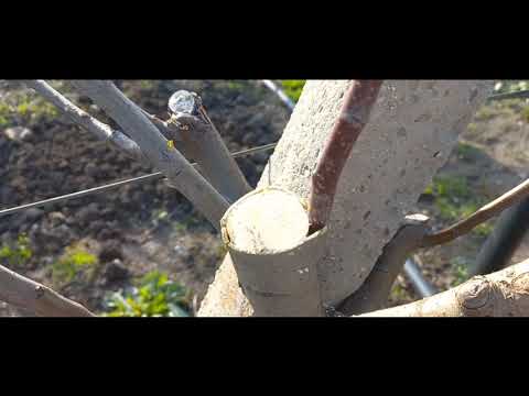 Видео: Перепрививка деревьев возрастом более 5 лет