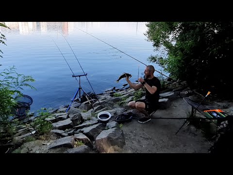 Видео: Рыбалка на живца/Ловля с берега Днепр/Судак Сом/Видеоотчет Июль 2022