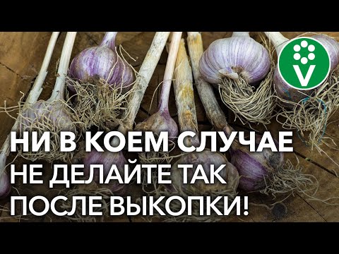 Видео: Что делать с чесноком после выкопки? Подготовка чеснока к хранению