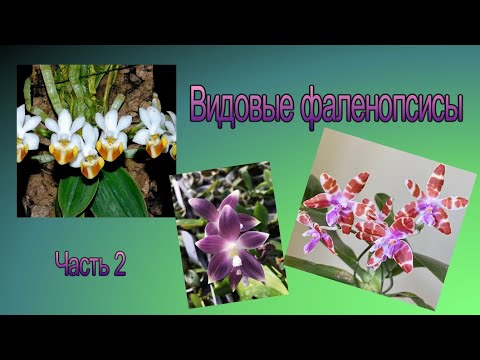 Видео: Видовые фаленопсисы Часть 2