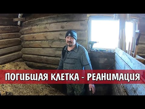 Видео: ПОГИБШАЯ КЛЕТКА - РЕАНИМАЦИЯ ОТ А ДО Я | ТЕМПЕРАТУРА БАКТЕРИИ | ОПИЛКИ ДЛЯ СВИНЕЙ | РАБОТА БАКТЕРИЙ