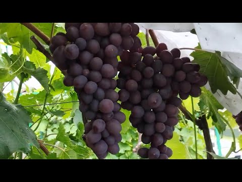 Видео: Початок достигання винограду 22 серпня 2025 р. 2 Частина.