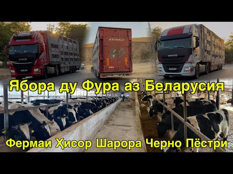 Видео: ДИНА АЗ БЕЛАРУС ПАРТИЯИ КАЛОН 981051630 БУҚАҲОИ ЧЕРНО ПЁСТРИ ГАЛШТЕН БУҚАЧАҲО 2 октября 2025 г.