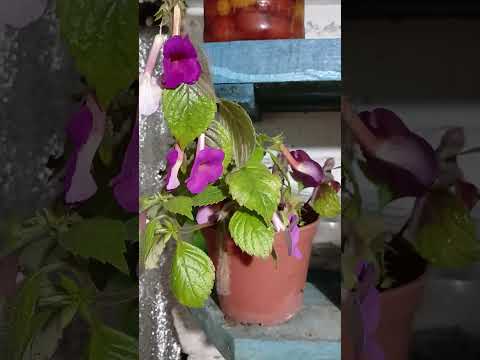 Видео: 18 жовтня 2025 р.