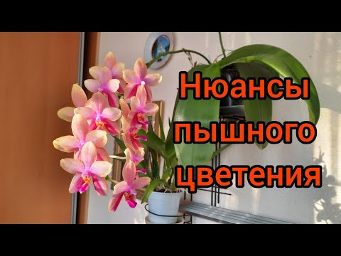 Видео: 2 часть. Пышное ветвистое цветение орхидеи Лиодоро и Кимоно.  Нюансы ухода и полив.