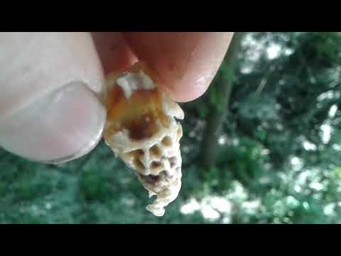 Видео: Роздача маточников в отводки Как правильно дать маточник в отводок пчел Матковод АМГ