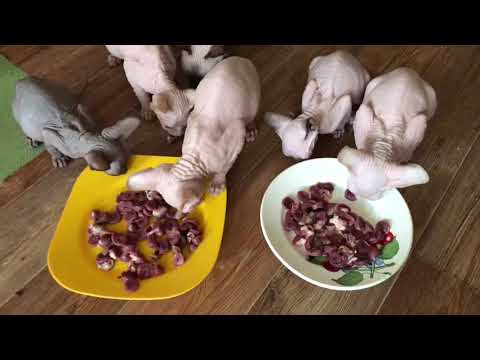 Видео: Кормлю котят 🐈куриными сердечками