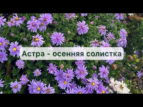 Видео: АСТРА- ОСЕННЯЯ СОЛИСТКА В САДУ