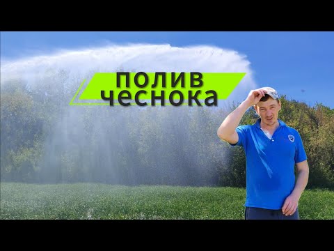 Видео: Полив чеснока !