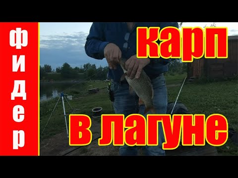 Видео: Карп на платнике  Лагуна Еганово 1