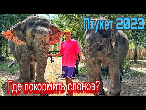 Видео: Слоновья ферма Пхукет 2023 кормим, гладим и гуляем с ними. Здесь над ними не издеваются в Таиланде