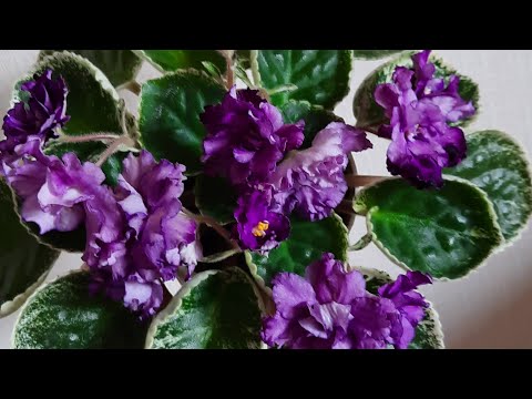 Видео: Фиалки. Видеокаталог, часть 1.